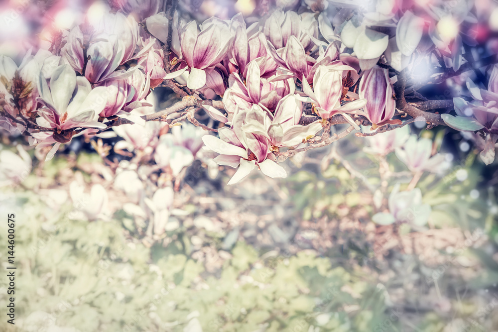 Fototapeta Piękny malowany kwiat magnolii w ogrodzie. Natura