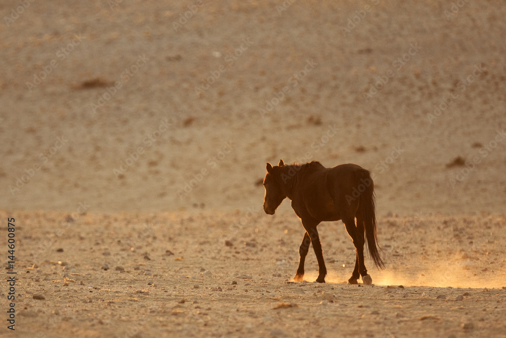 Fototapeta premium Wild Namibian Desert Horse.