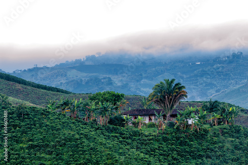 Foto Beautiful view of a coffee plantation in the predawn light near Manizales, Colombia