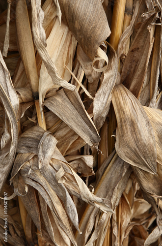 Corn maize stover dried leaves foliage photo