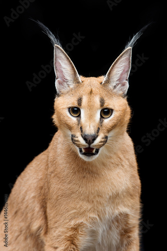 Beautiful caracal lynx over black background photo