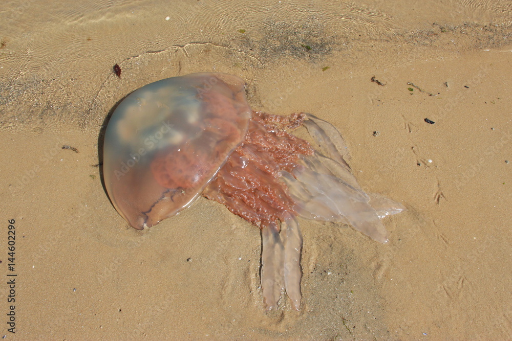 Fototapeta premium Méduse échouée