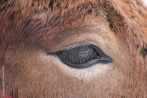 the eyes of the horse