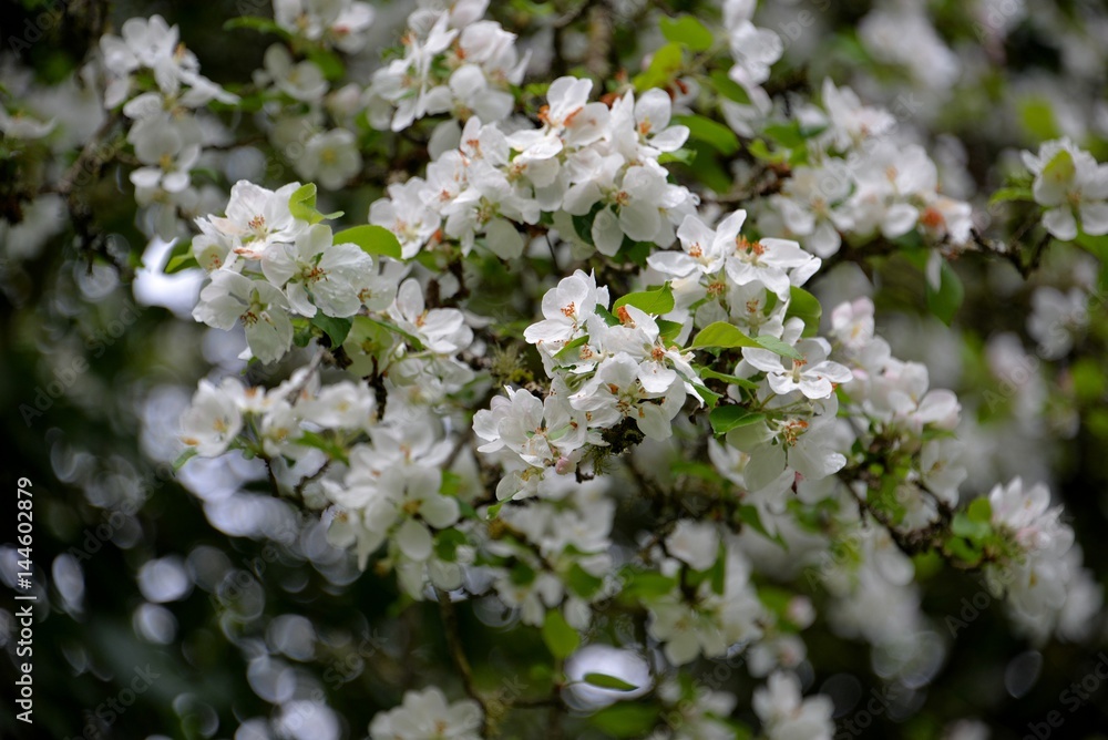 Fleurs Fleurs