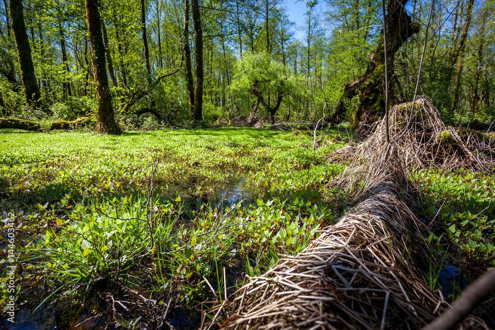 Beautiful green spring forest landscape, humid sunny day Beautiful green spring forest landscape, humid sunny day