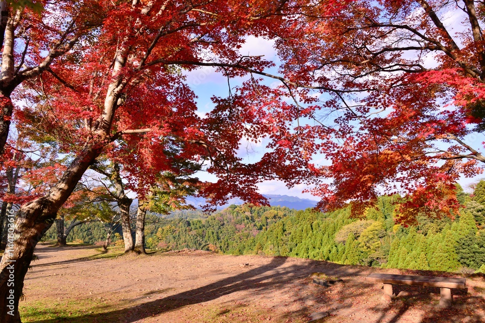 Naklejka premium 岡城の紅葉