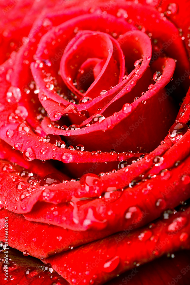 Red rose with water drops Red rose with water drops