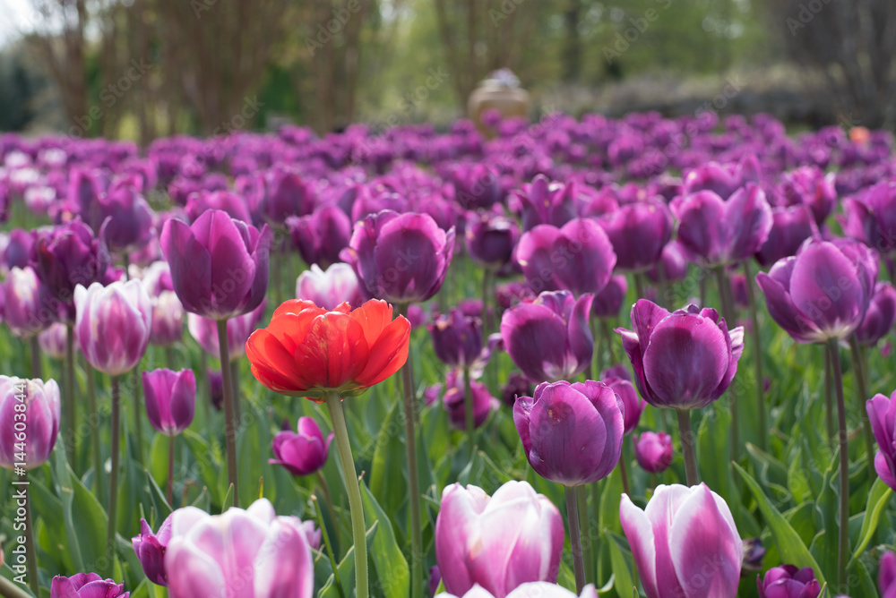 Purple and Red Tulips in Garden Purple and Red Tulips in Garden
