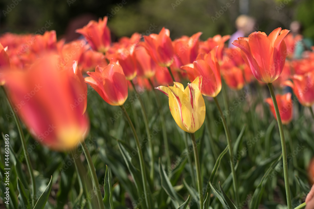 Peach Pink Tulips in Garden 