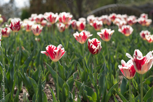 Fototapeta Naklejka Na Ścianę i Meble -  Pink and White Tulips 