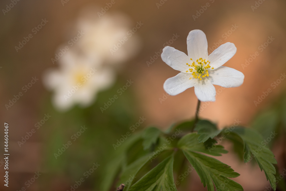 Fototapeta premium Buschwindröschen