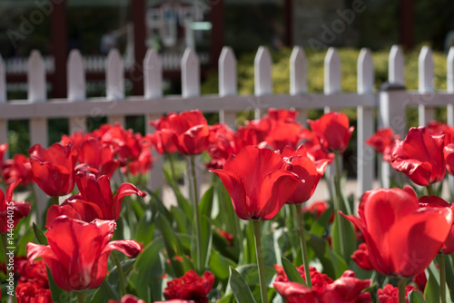 Red and White Tulips in Garden 