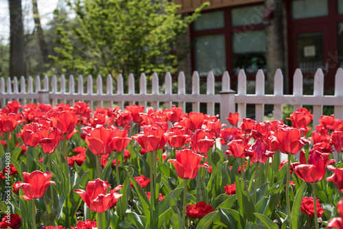 Red and White Tulips in Garden 