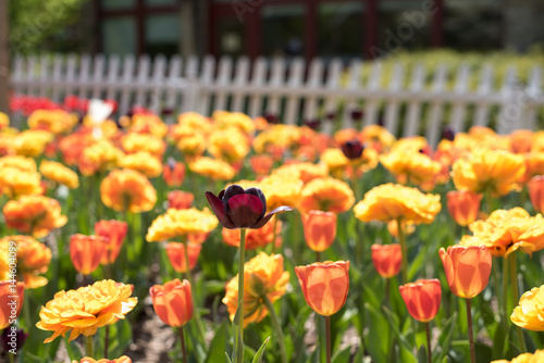 Yellow Orange White Pink and Red Tulips in Garden