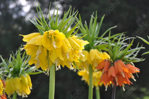 Prachtvolle gelbe und orange Kaiserkronen in Blüte
