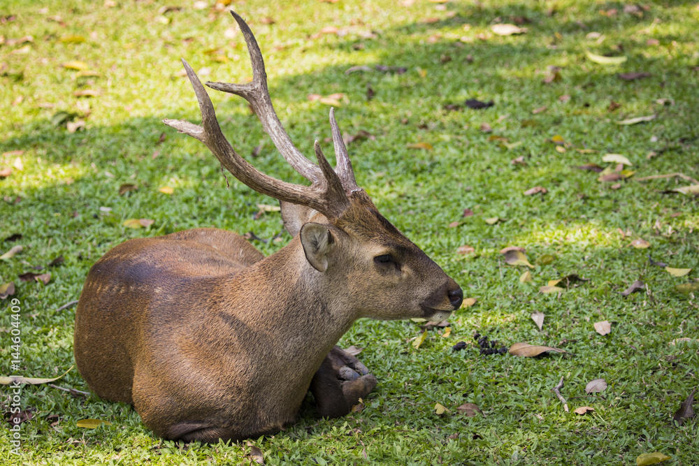 Image of a deer on nature background. wild animals.