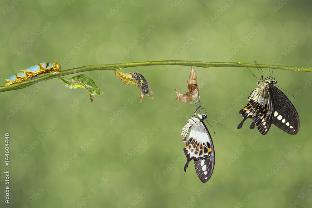 Behang Transformation life cycle of banded swallowtail butterfly (Papilio demolion)