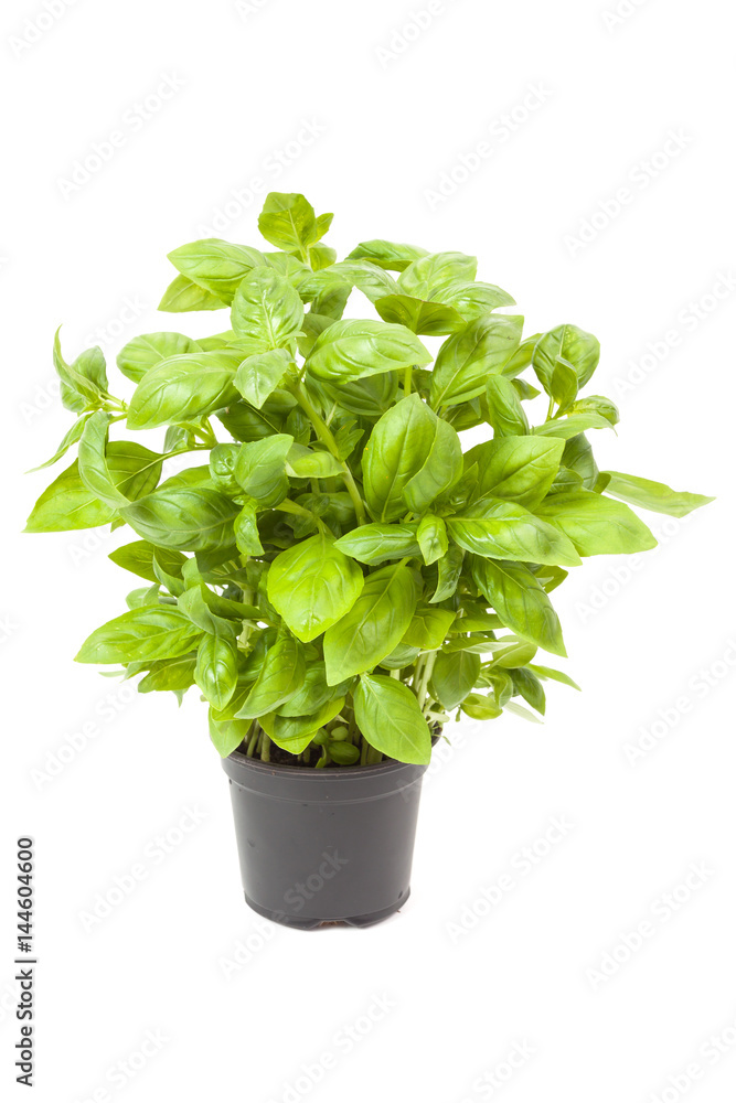 basil in a pot basil in a pot