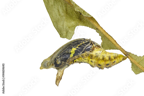 Isolated mature Chrysali ( pupa ) of banded swallowtail butterfly (Papilio demolion) photo