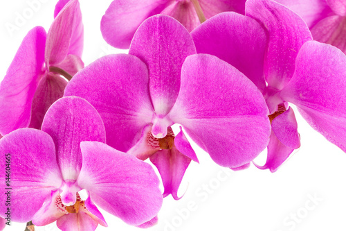 orchid  pink  flower