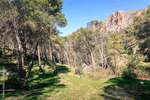 Paraje natural de árboles en la Cañada de las Hazadillas