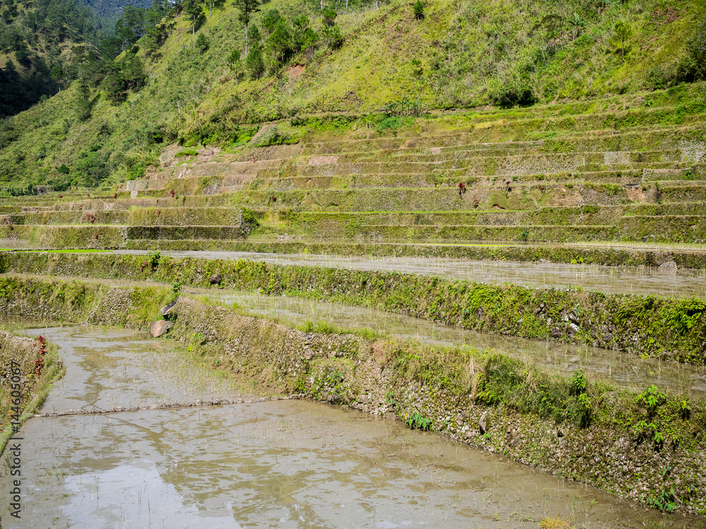 Rice terraces of Batad in Luzon, Philippines