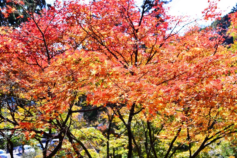 両子寺のモミジ