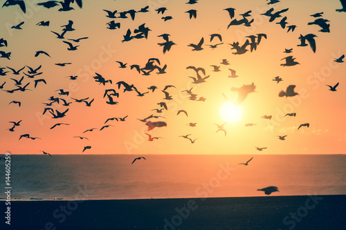 Silhouette birds over the ocean during sunset. A flock of seagulls.
