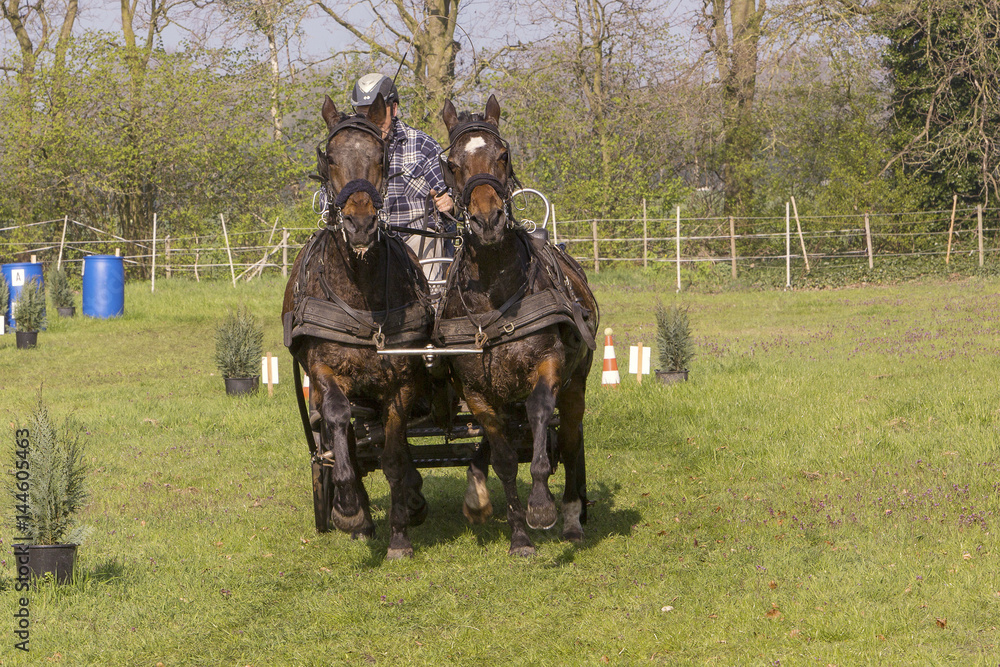 Obraz premium Menkar met 2 bruine paarden.