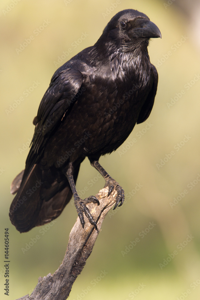 Fototapeta premium Common raven. Corvus corax