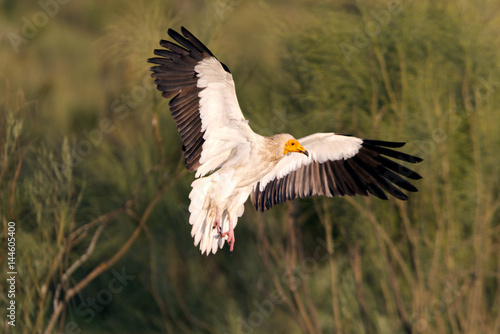 Adult of Egyptian vulture. Neophron percnopterus © Jesus