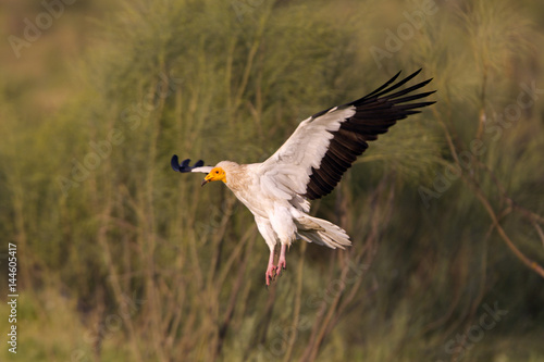 Adult of Egyptian vulture. Neophron percnopterus