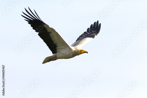 Adult of Egyptian vulture. Neophron percnopterus