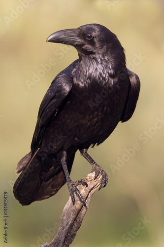 Photographie Common raven. Corvus corax