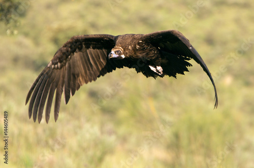 Black vulture. Aegypius monachus.