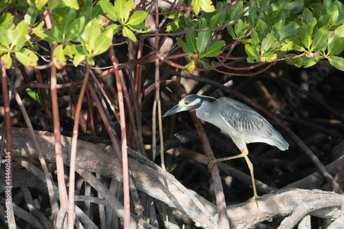 Yellow-crowned night heron in mangrove forest. photo
