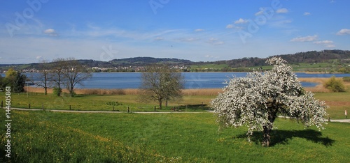 Arrival of spring at lake Pfaffikon. Chery blossom. Landscape in Zurich Canton, Switzerland. photo