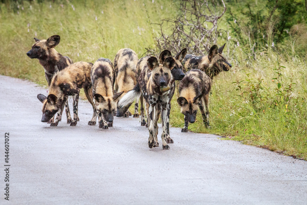 Pack of African wild dogs on the road. Pack of African wild dogs on the road.