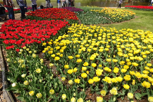 チューリップ畑