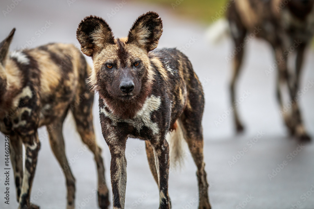 Fototapeta premium African wild dog starring at the camera.