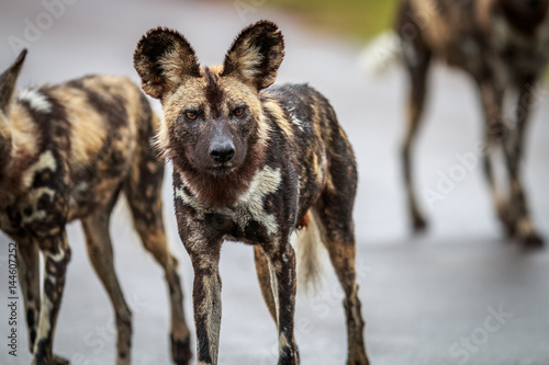 African wild dog starring at the camera.