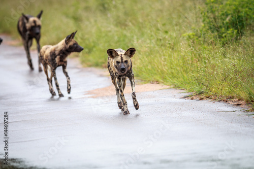 African wild dog running towards the camera.
