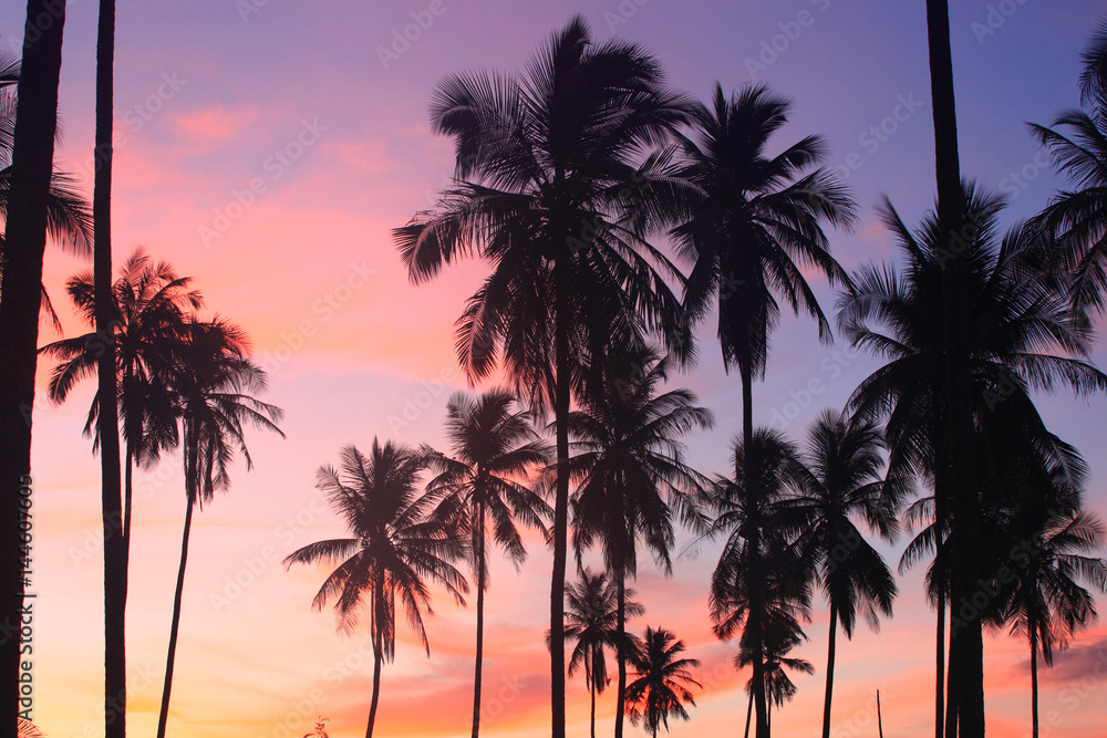 Summer tropical backgrounds  with  coconut Palm tree at sunset , summer time concept