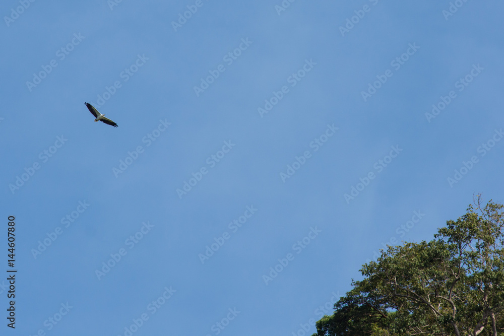 White-bellied Sea-Eagle flying above with wings fully spread blue sky and tree top back ground. White-bellied Sea-Eagle flying above with wings fully spread blue sky and tree top back ground.