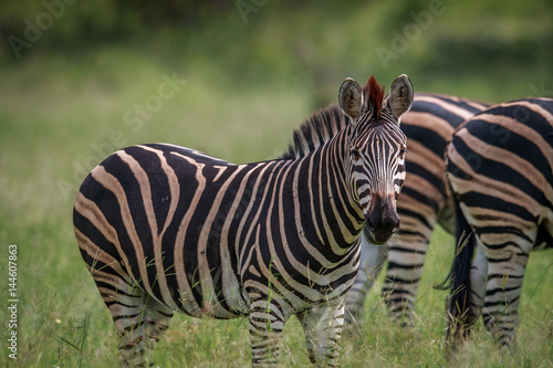 Zebra starring at the camera. © simoneemanphoto