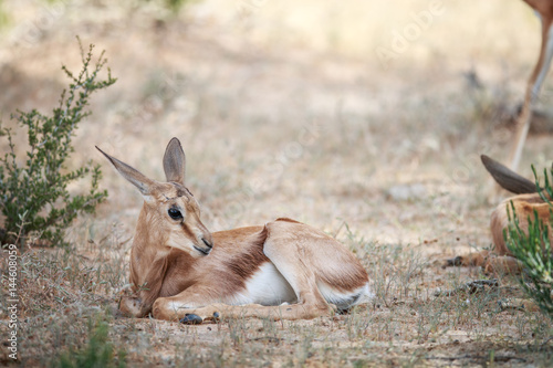 Baby Springbok laying in the grass.
