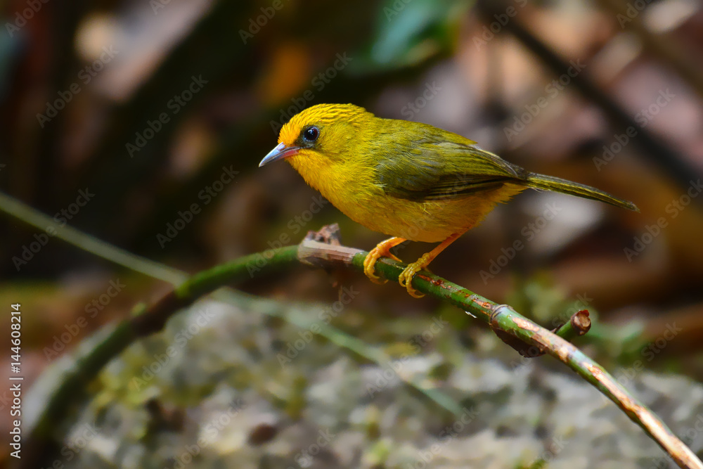 Golden Babbler Bird Golden Babbler Bird