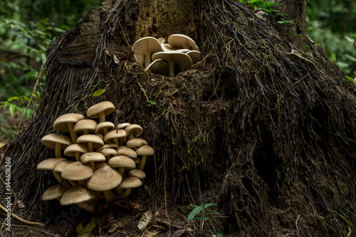 Big cluster of large mushrooms grow from the roots up a fallen tree in a dense forest.