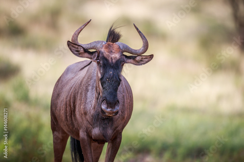 Blue wildebeest starring at the camera.