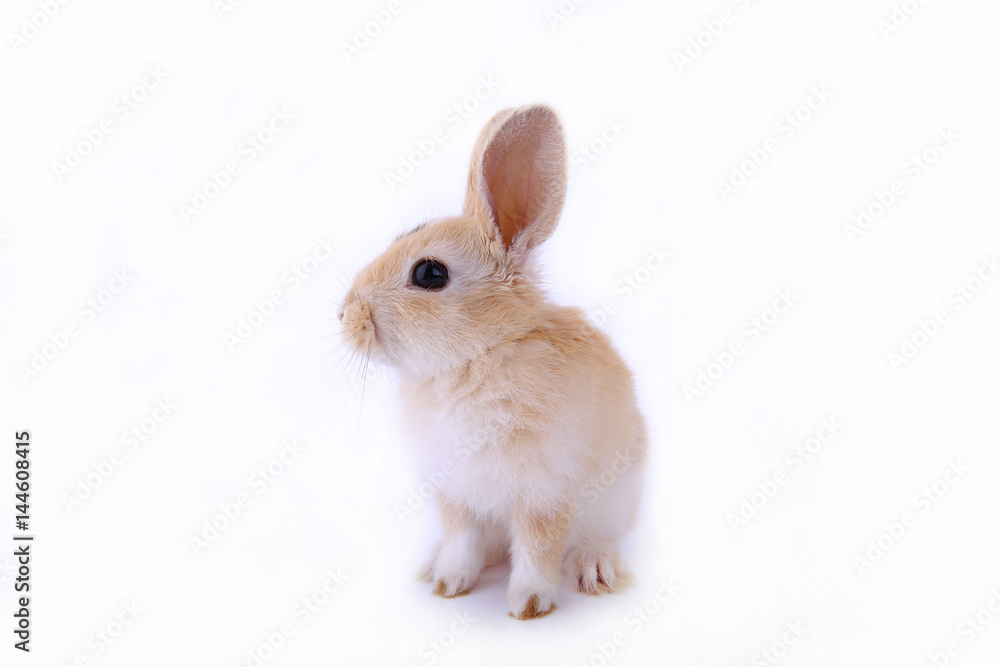 dwarf rabbit on a white background dwarf rabbit on a white background